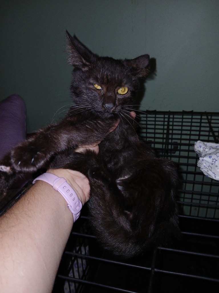 Charbroil H, an adoptable Domestic Short Hair in Kingman, AZ, 86401 | Photo Image 2