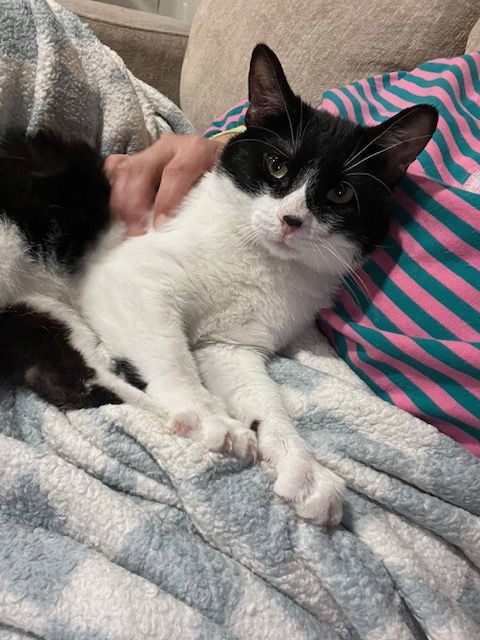 Big Daddy, an adoptable Domestic Short Hair in Princeton, MN, 55371 | Photo Image 1