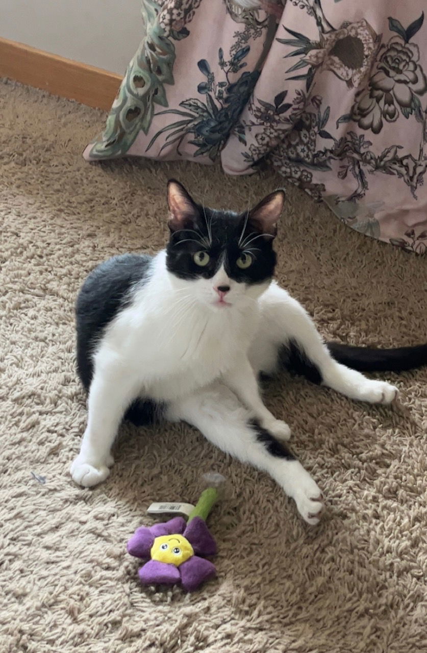 Big Daddy, an adoptable Domestic Short Hair in Princeton, MN, 55371 | Photo Image 2