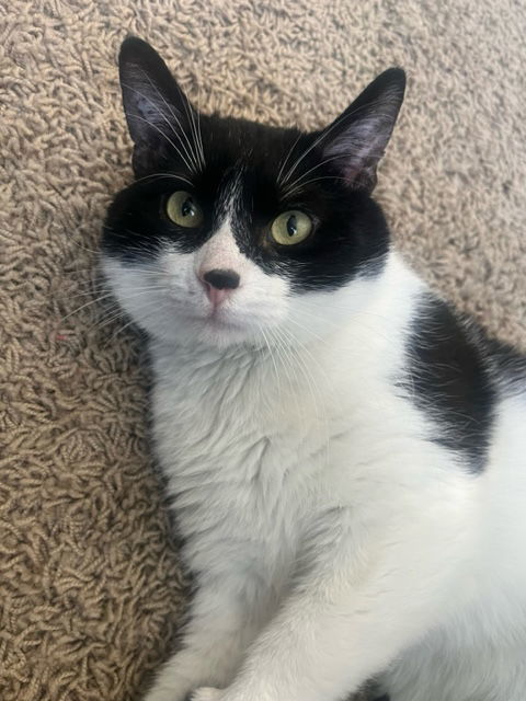 Big Daddy, an adoptable Domestic Short Hair in Princeton, MN, 55371 | Photo Image 3