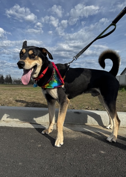 Hooch, an adoptable Mixed Breed in Walla Walla, WA, 99362 | Photo Image 2