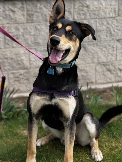 Hooch, an adoptable Mixed Breed in Walla Walla, WA, 99362 | Photo Image 3
