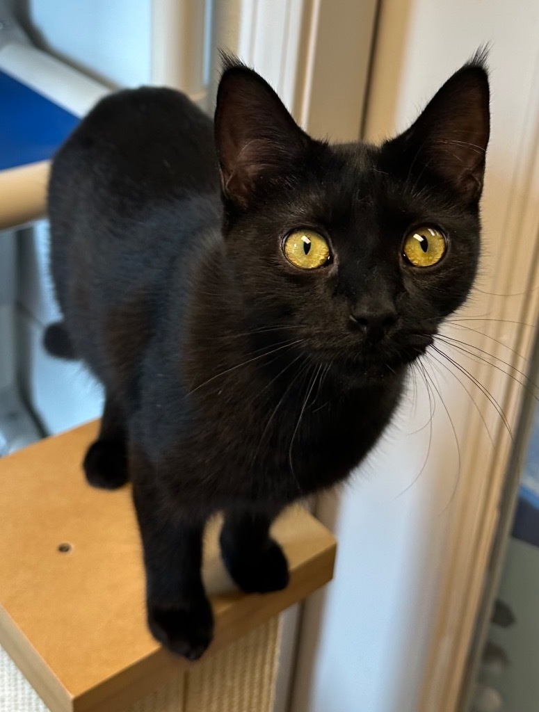 9/27/25 - Cocoa, an adoptable Domestic Short Hair in Stillwater, OK, 74074 | Photo Image 1