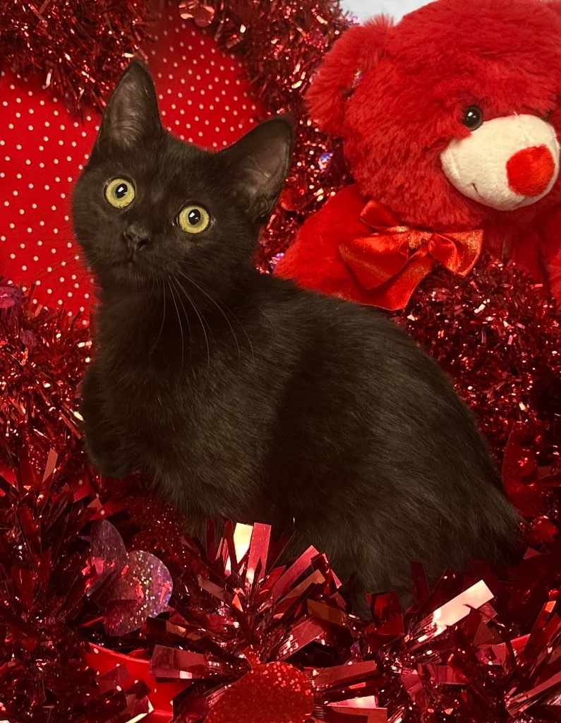 9/27/25 - Cocoa, an adoptable Domestic Short Hair in Stillwater, OK, 74074 | Photo Image 2