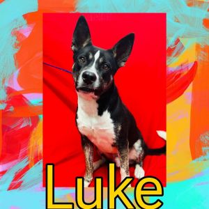 Luke, Adult Male Akita