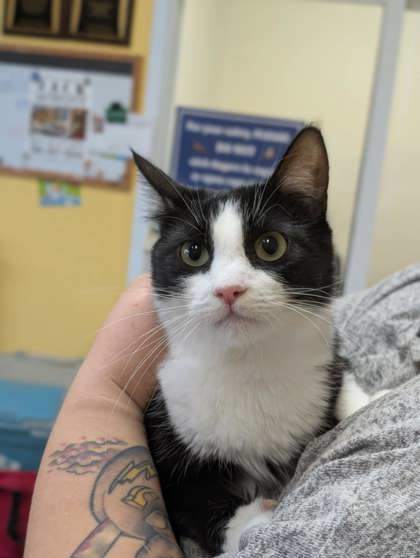 Florence, an adoptable Domestic Short Hair in La Harpe, KS, 66751 | Photo Image 1