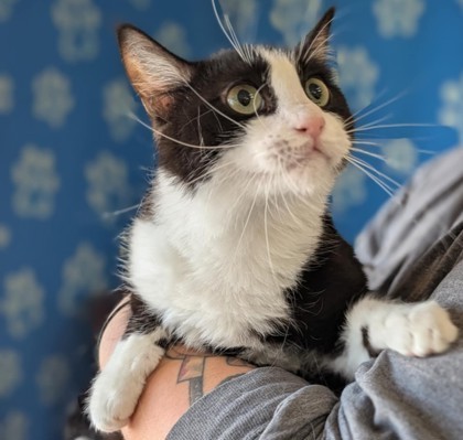 Florence, an adoptable Domestic Short Hair in La Harpe, KS, 66751 | Photo Image 2