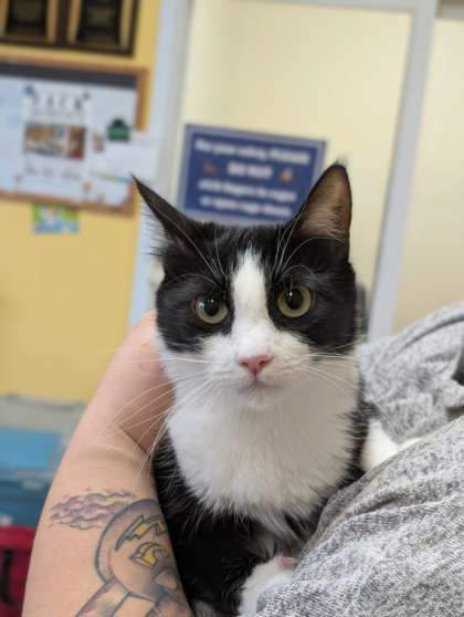 Florence, an adoptable Domestic Short Hair in La Harpe, KS, 66751 | Photo Image 3