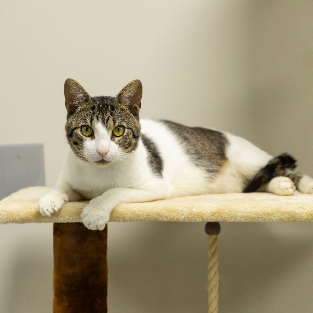 Rico, an adoptable Domestic Short Hair in Gainesville, FL, 32609 | Photo Image 1