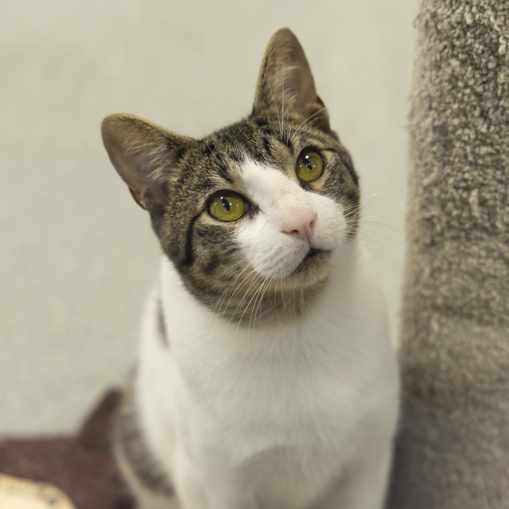 Rico, an adoptable Domestic Short Hair in Gainesville, FL, 32609 | Photo Image 2