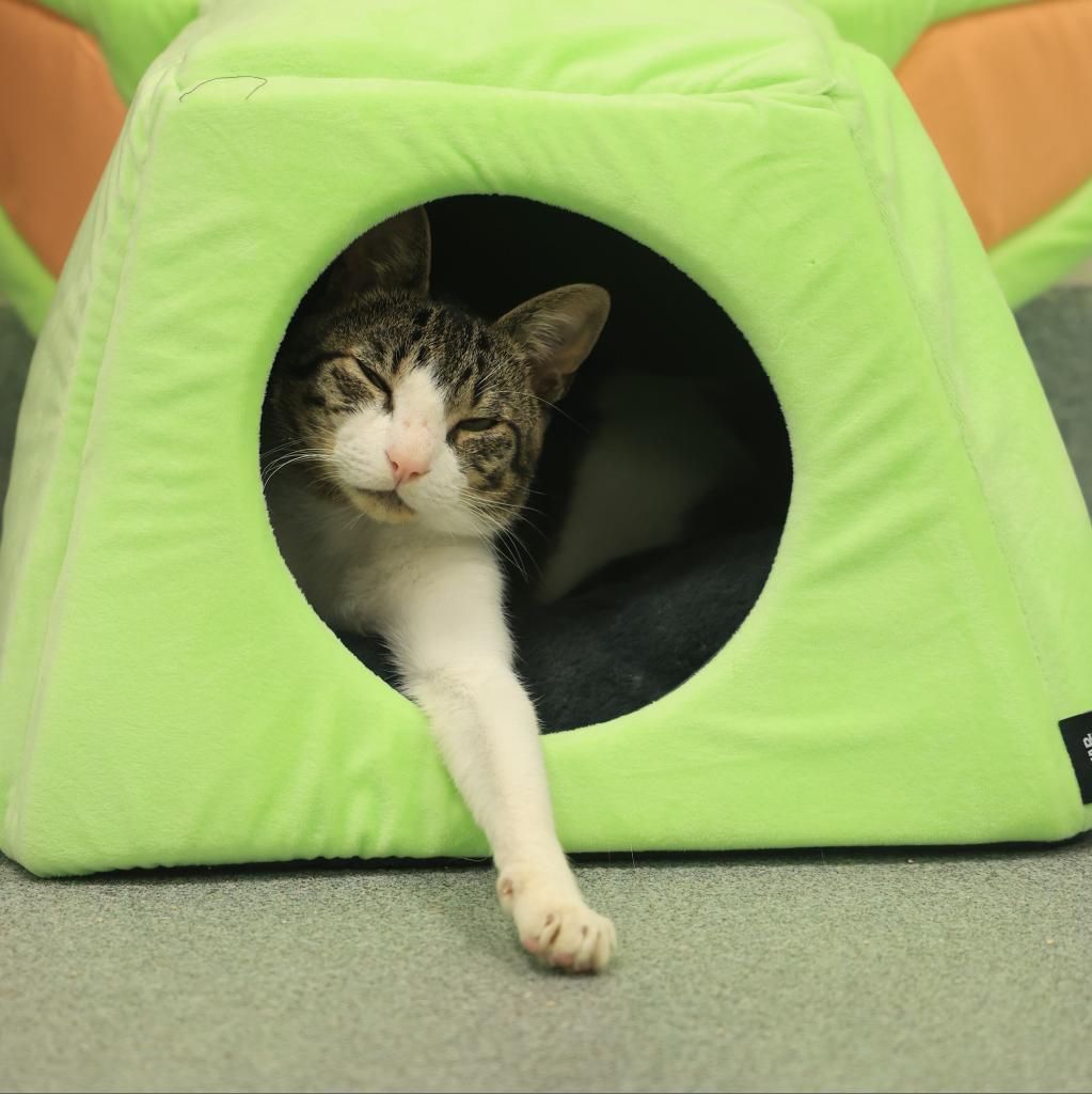 Rico, an adoptable Domestic Short Hair in Gainesville, FL, 32609 | Photo Image 3