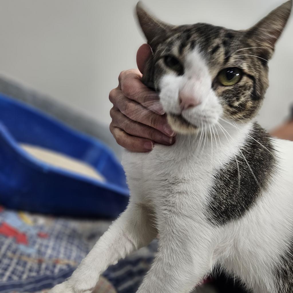 Rico, an adoptable Domestic Short Hair in Gainesville, FL, 32609 | Photo Image 4