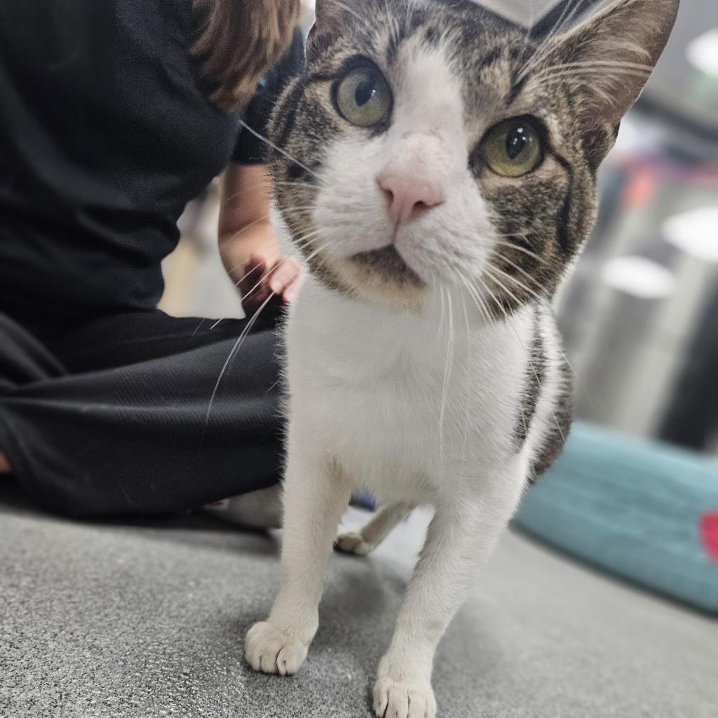 Rico, an adoptable Domestic Short Hair in Gainesville, FL, 32609 | Photo Image 5