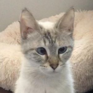 Bonjour My name is Fifi and Im a 5 year old fully vetted Siamese lynx point kitty I LOVE the