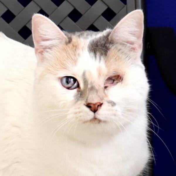 Primrose, an adoptable Domestic Medium Hair in Midland, TX, 79706 | Photo Image 1