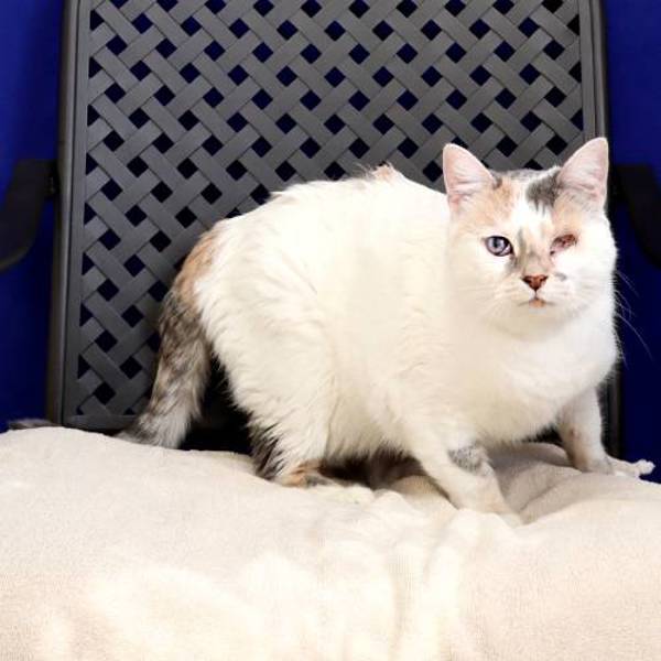 Primrose, an adoptable Domestic Medium Hair in Midland, TX, 79706 | Photo Image 2
