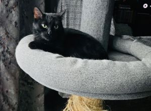 Emmy Lou Harris, Adult Female Domestic Short Hair