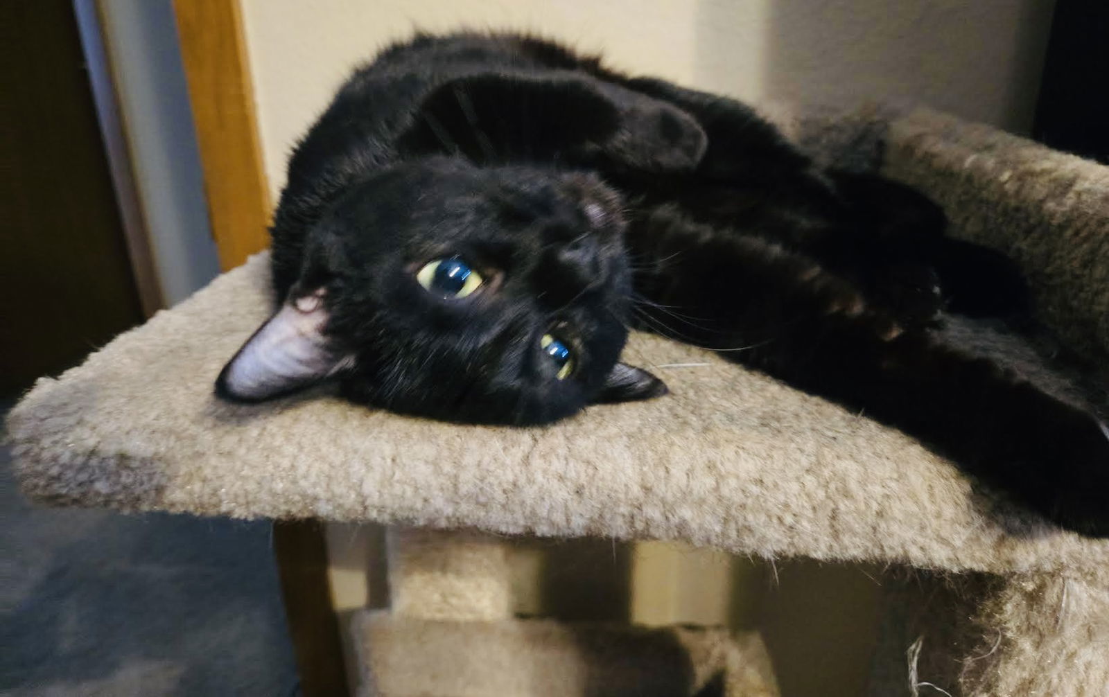 Emmy Lou Harris, an adoptable Domestic Short Hair in Elk River, MN, 55330 | Photo Image 3
