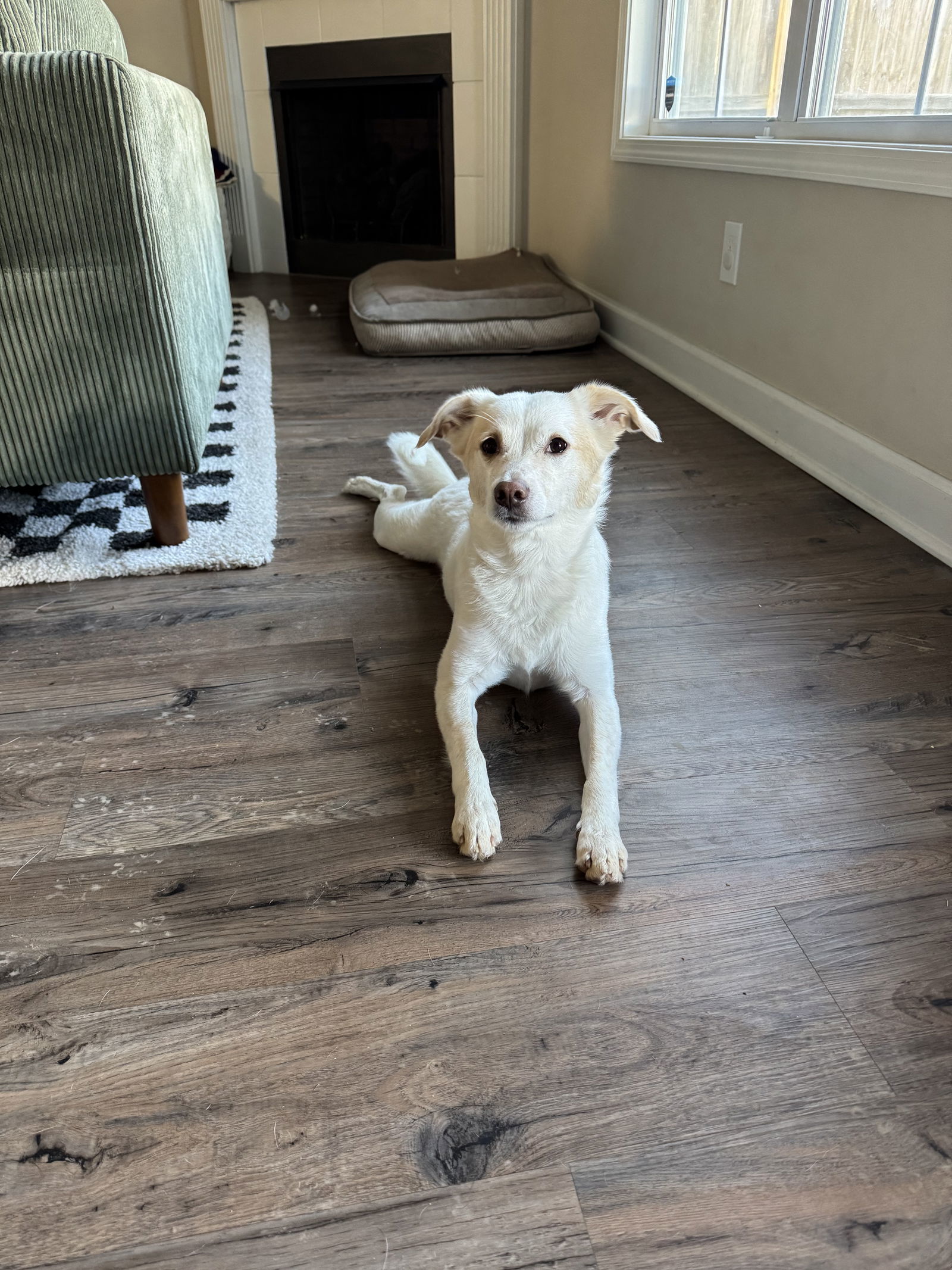Simba, an adoptable Spaniel, Shiba Inu in Georgetown, KY, 40324 | Photo Image 1