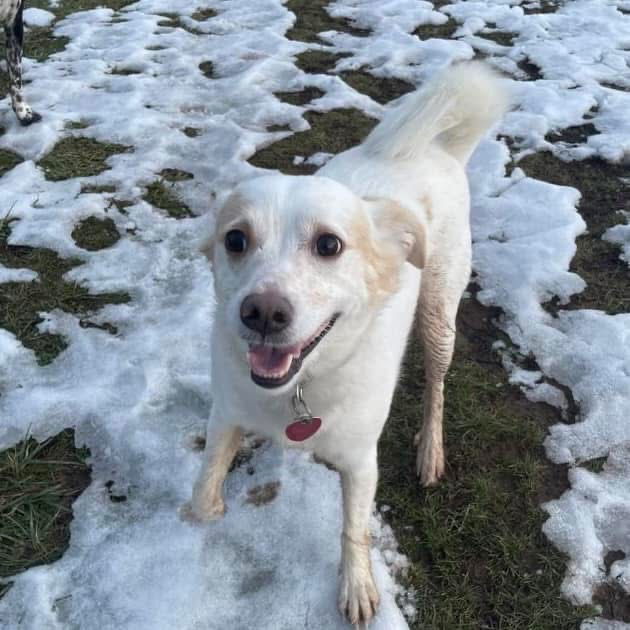 Simba, an adoptable Spaniel, Shiba Inu in Georgetown, KY, 40324 | Photo Image 3