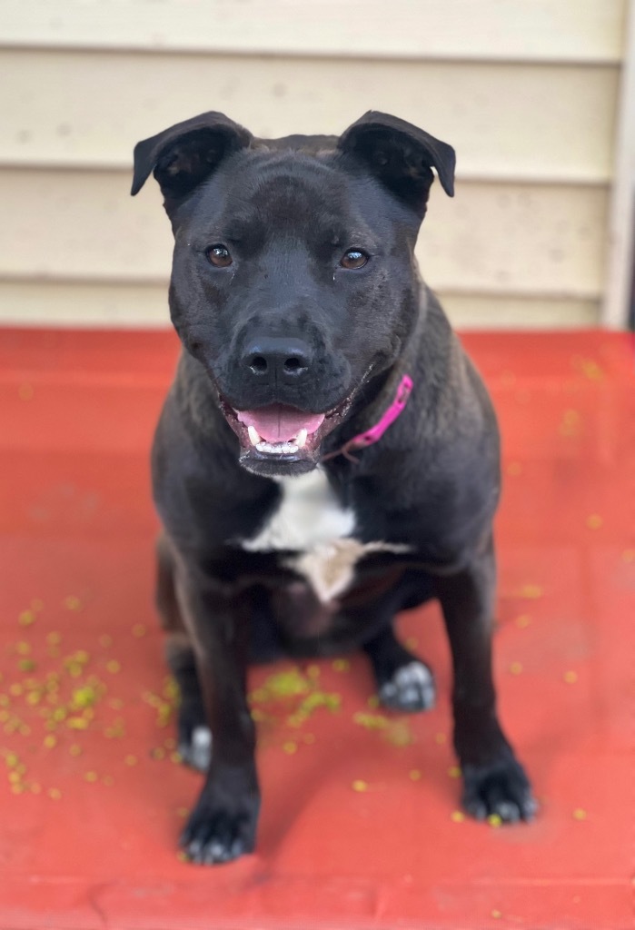 Rizzy - LOCAL DOG