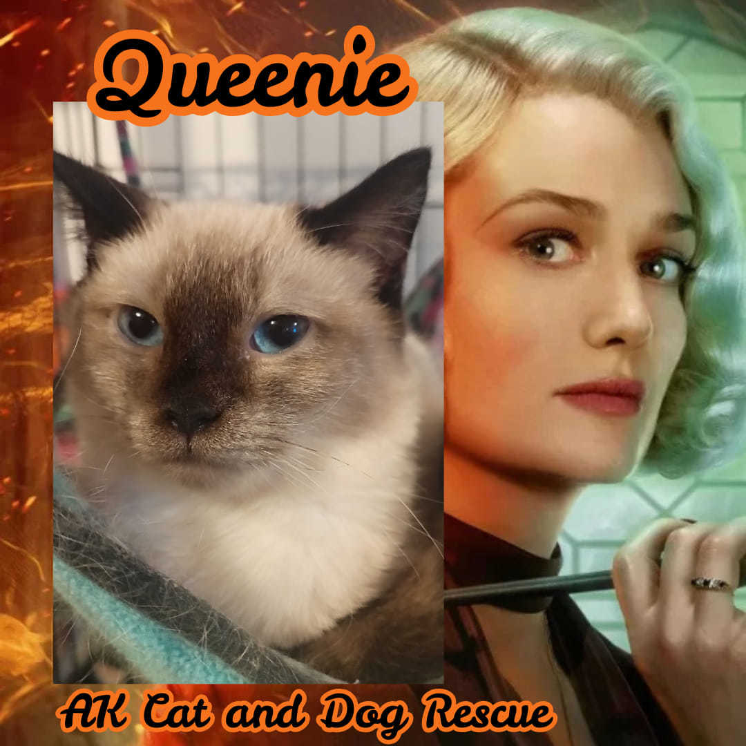 Queenie, an adoptable Domestic Medium Hair in Wasilla, AK, 99654 | Photo Image 1