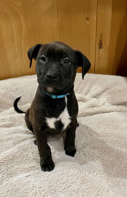 Sequence, an adoptable American Staffordshire Terrier, Pit Bull Terrier in Duluth, MN, 55807 | Photo Image 1