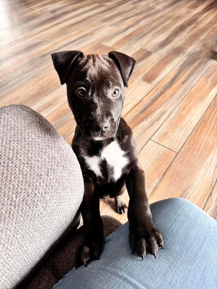 Sequence, an adoptable American Staffordshire Terrier, Pit Bull Terrier in Duluth, MN, 55807 | Photo Image 2