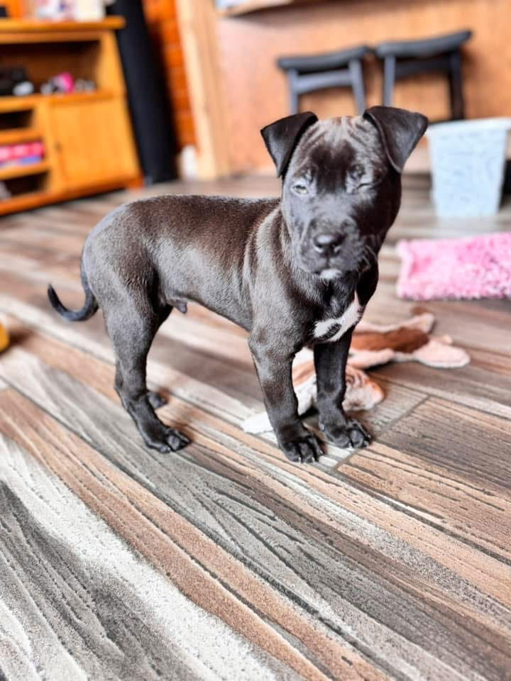 Sequence, an adoptable American Staffordshire Terrier, Pit Bull Terrier in Duluth, MN, 55807 | Photo Image 3