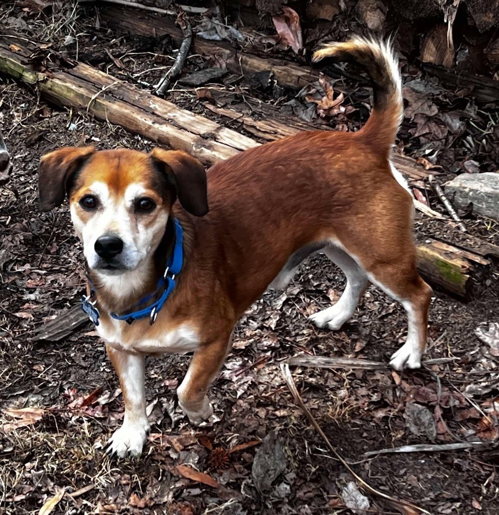 Churro Monroe, an adoptable Chihuahua in Gorham, ME, 04038 | Photo Image 1