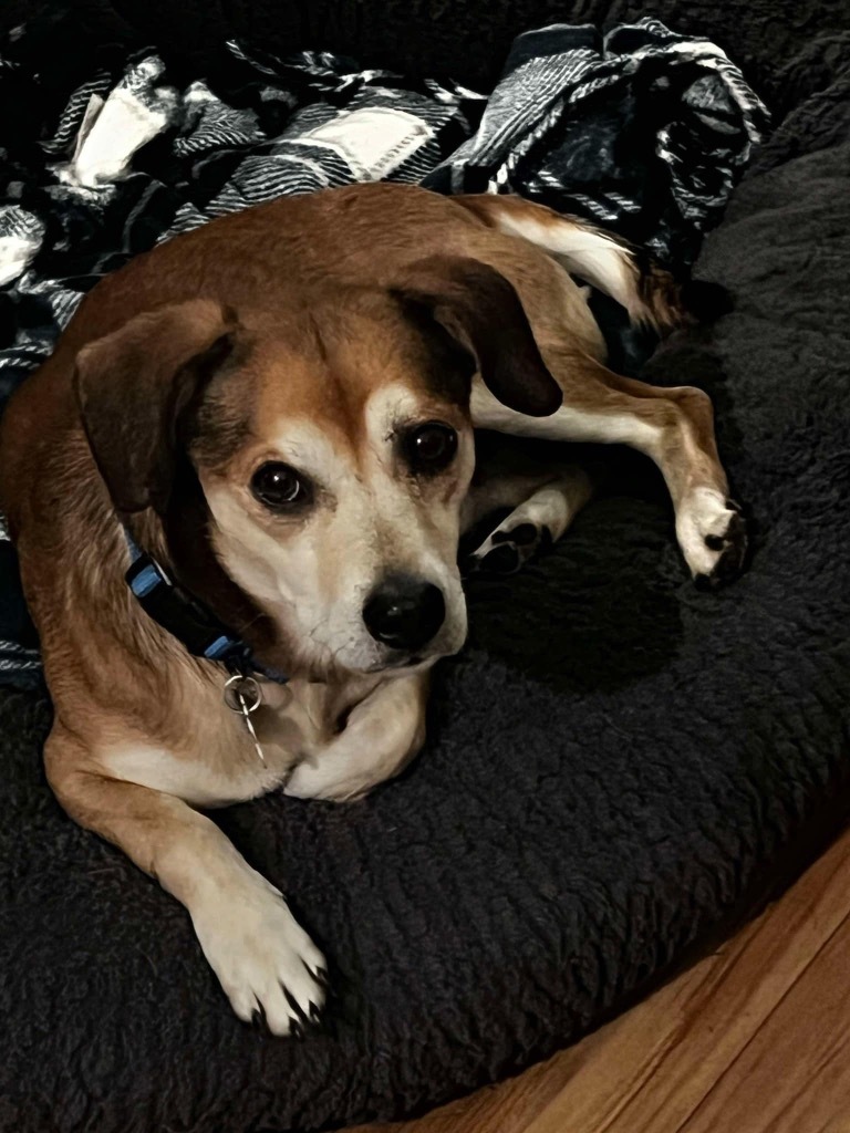 Churro Monroe, an adoptable Chihuahua in Gorham, ME, 04038 | Photo Image 2