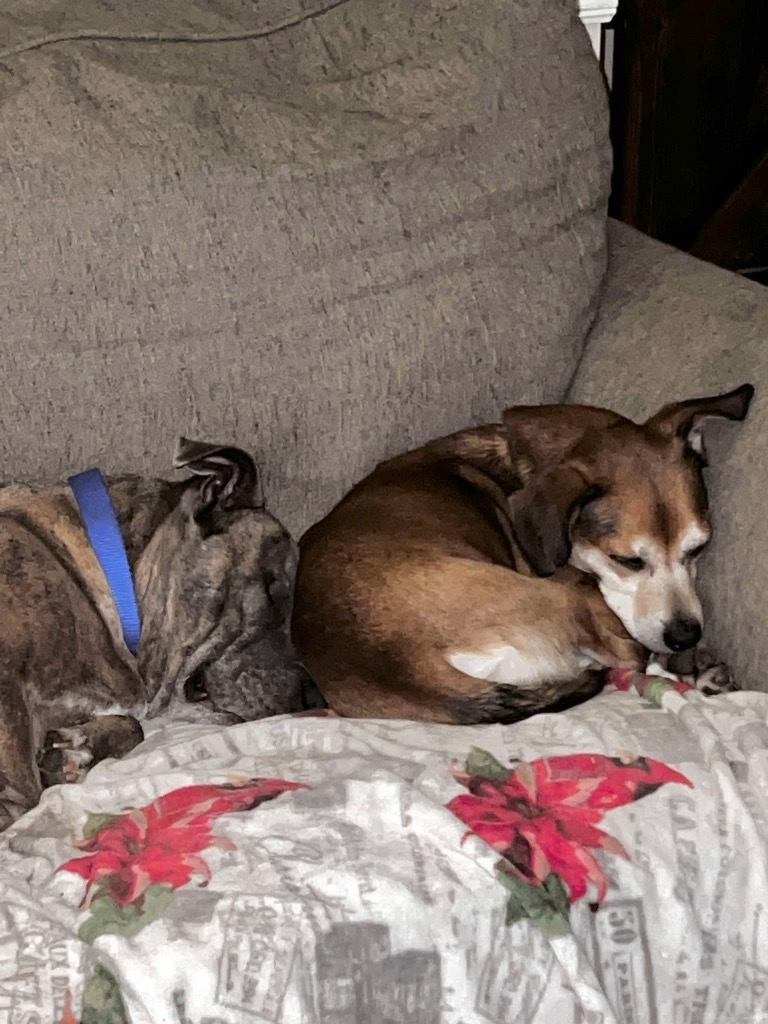 Churro Monroe, an adoptable Chihuahua in Gorham, ME, 04038 | Photo Image 3