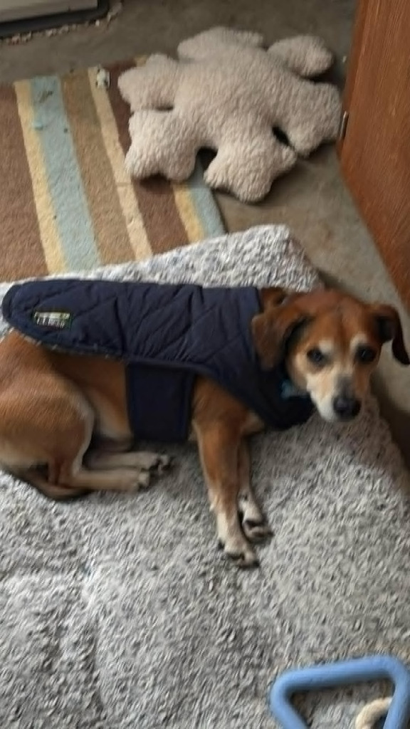 Churro Monroe, an adoptable Chihuahua in Gorham, ME, 04038 | Photo Image 4