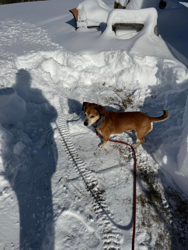 Churro Monroe, an adoptable Chihuahua in Gorham, ME, 04038 | Photo Image 5