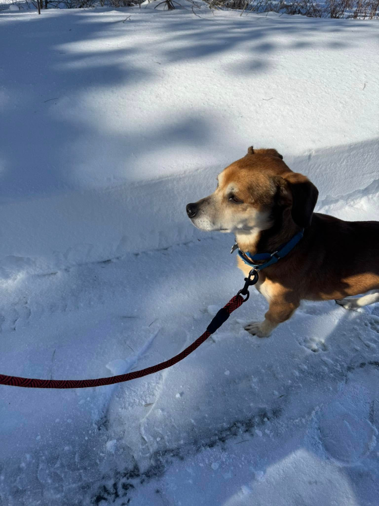 Churro Monroe, an adoptable Chihuahua in Gorham, ME, 04038 | Photo Image 6