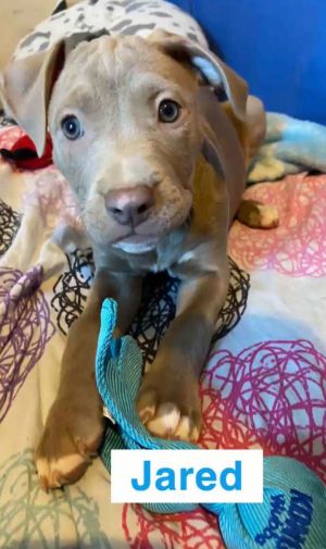 Jared, Baby Male Pit Bull Terrier