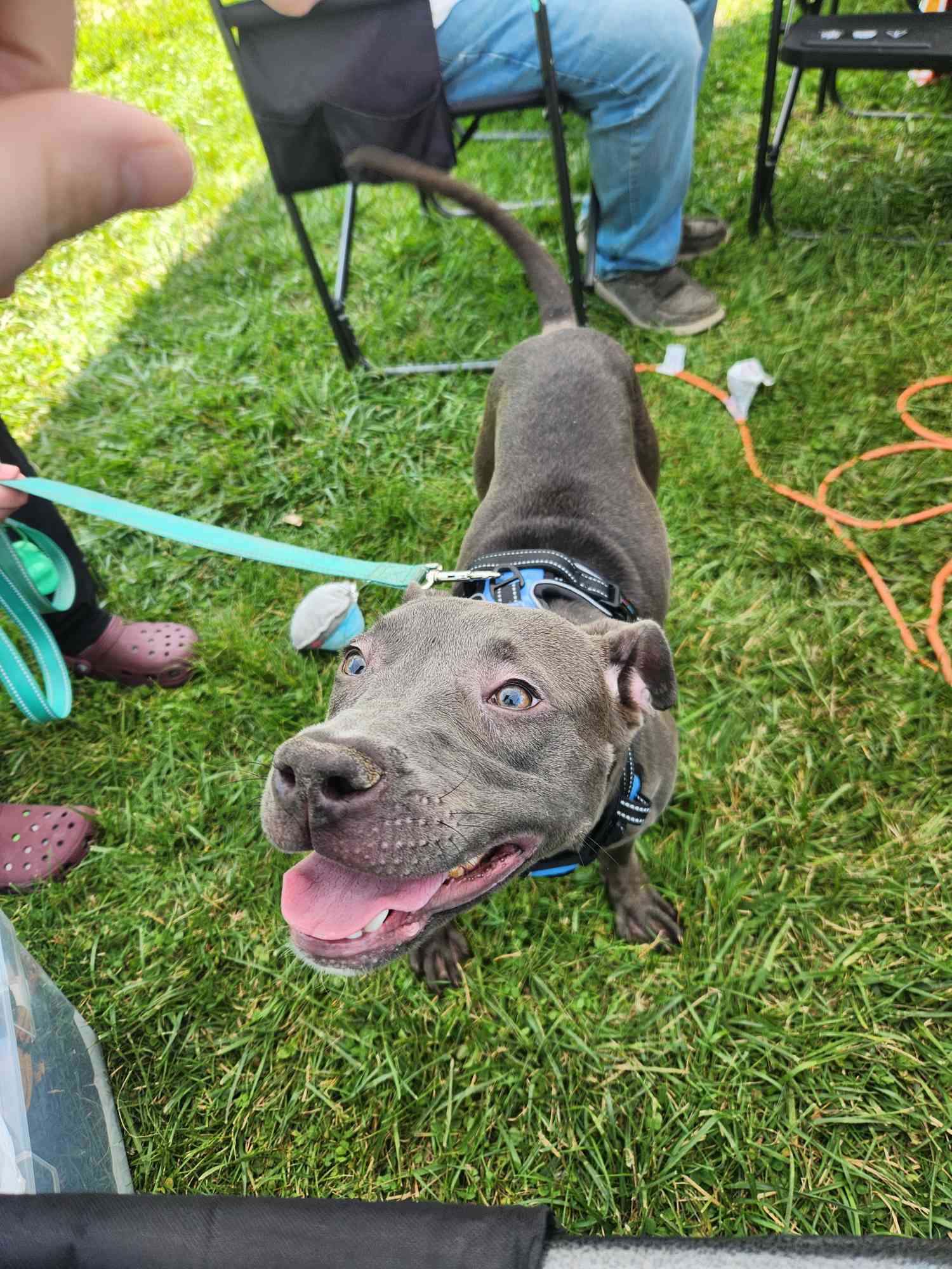 Emmy, an adoptable Pit Bull Terrier in Burton, MI, 48509 | Photo Image 1