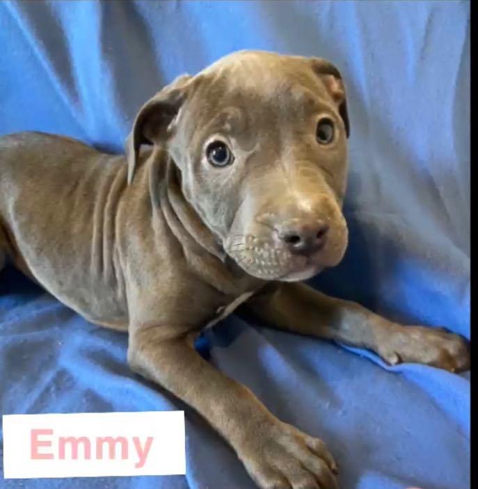 Emmy, an adoptable Pit Bull Terrier in Burton, MI, 48509 | Photo Image 3
