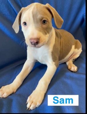 Sam, Baby Male Pit Bull Terrier