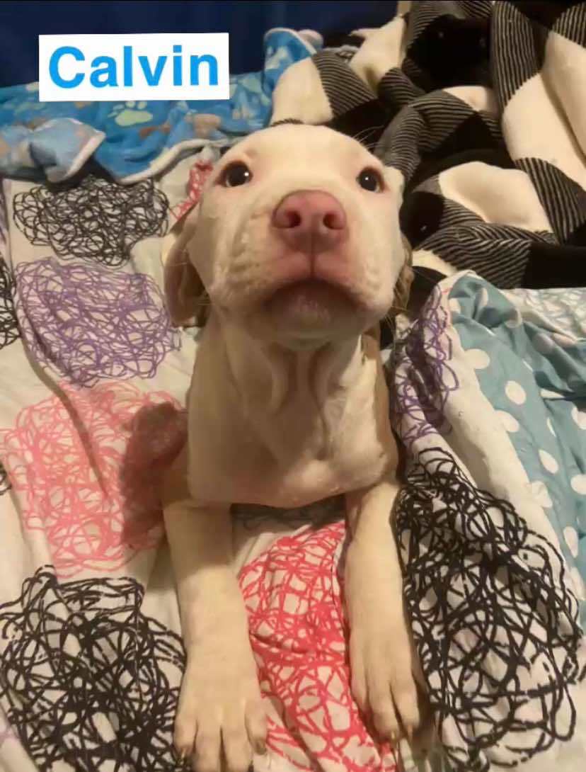 Calvin, an adoptable Pit Bull Terrier in Burton, MI, 48509 | Photo Image 1