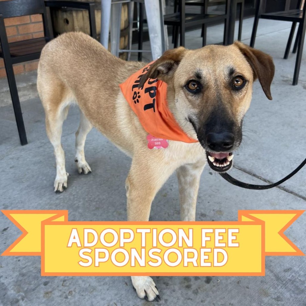 Ray (Whinny), an adoptable Mixed Breed in Moab, UT, 84532 | Photo Image 1