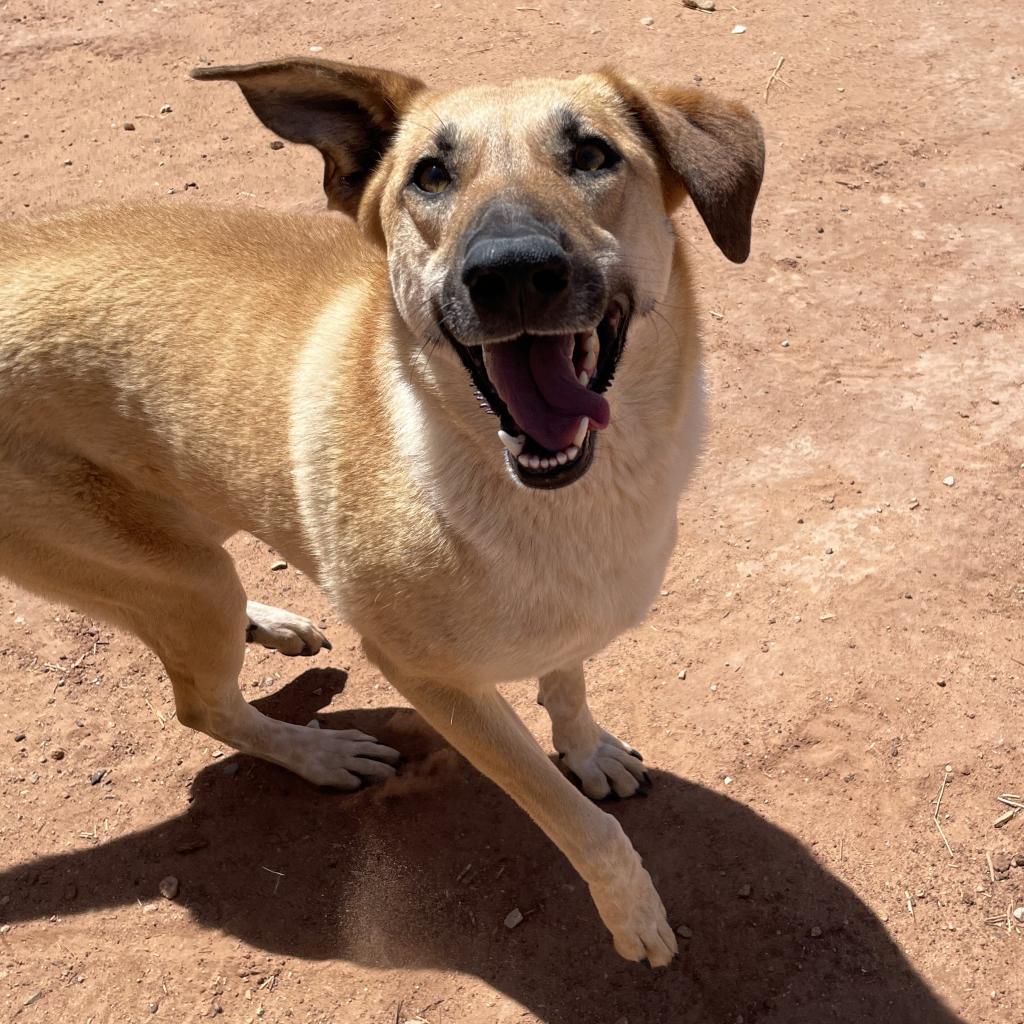 Ray (Whinny), an adoptable Mixed Breed in Moab, UT, 84532 | Photo Image 4