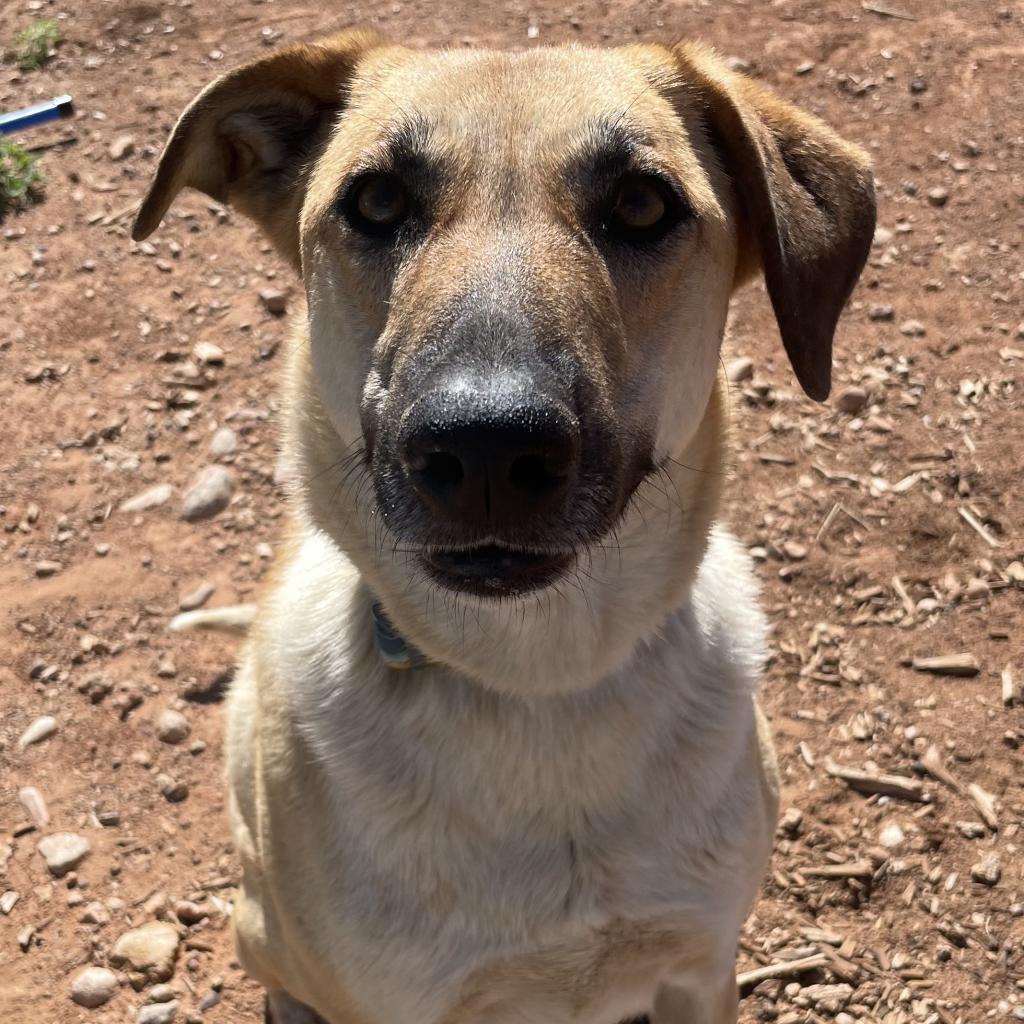 Ray (Whinny), an adoptable Mixed Breed in Moab, UT, 84532 | Photo Image 5