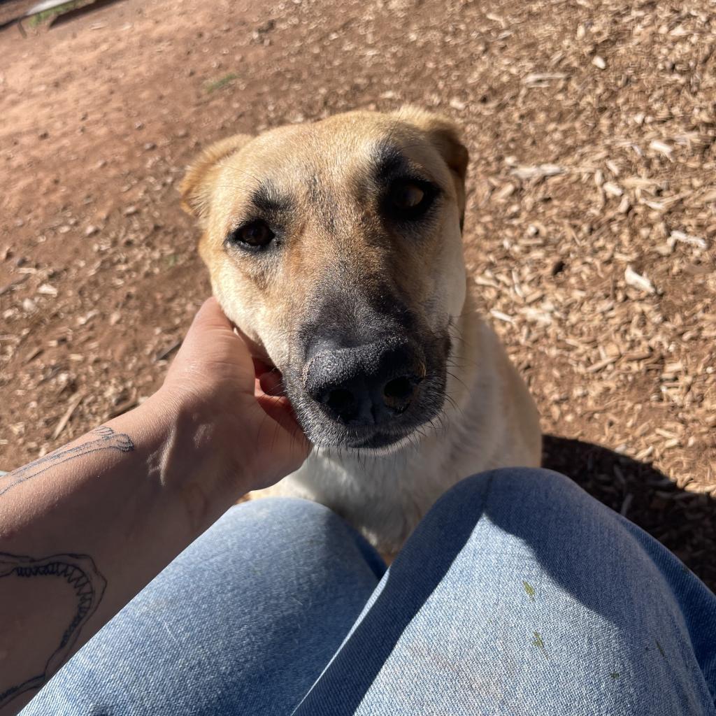 Ray (Whinny), an adoptable Mixed Breed in Moab, UT, 84532 | Photo Image 6