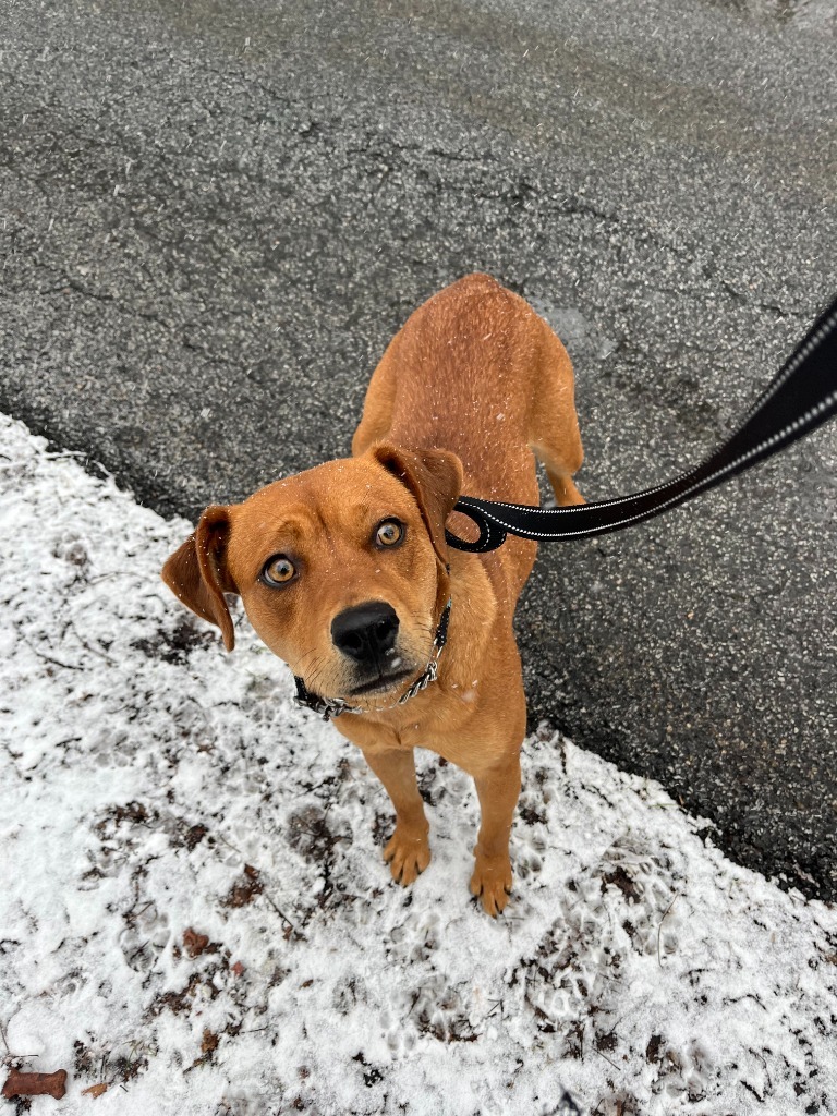 Chloe, an adoptable Feist, Mixed Breed in Walden, NY, 12586 | Photo Image 1