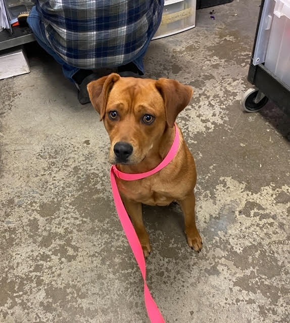 Chloe, an adoptable Feist, Mixed Breed in Walden, NY, 12586 | Photo Image 2