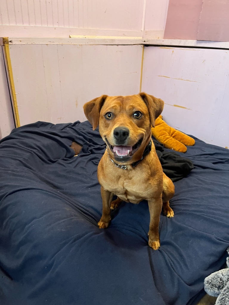 Chloe, an adoptable Feist, Mixed Breed in Walden, NY, 12586 | Photo Image 3