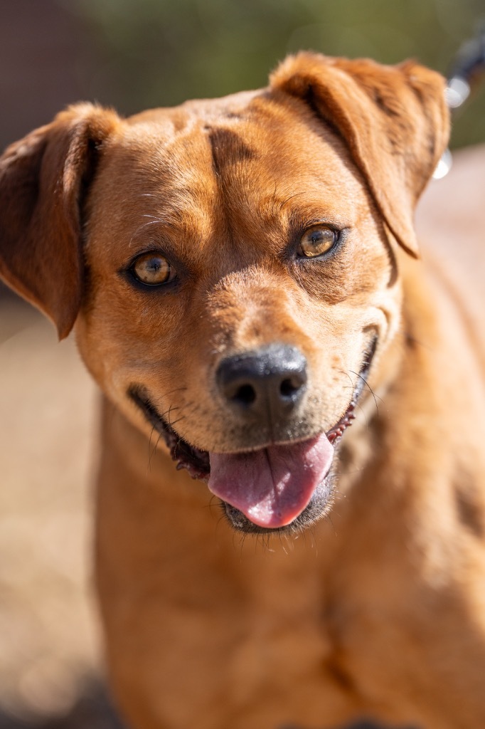 Chloe, an adoptable Feist, Mixed Breed in Walden, NY, 12586 | Photo Image 4