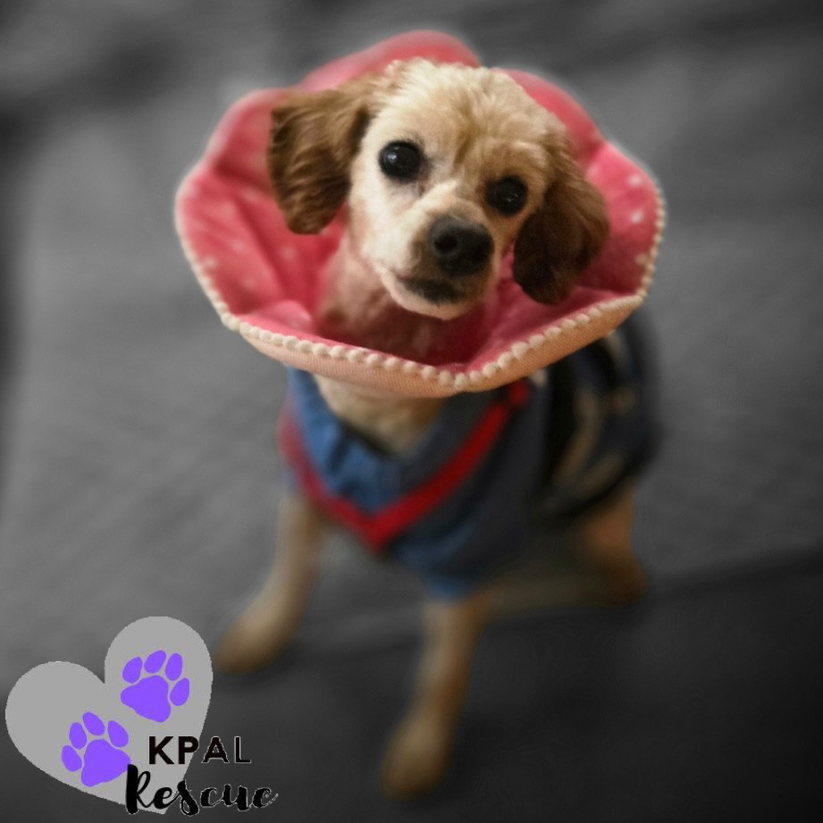 Flynn, an adoptable Poodle in Kenai, AK, 99611 | Photo Image 1