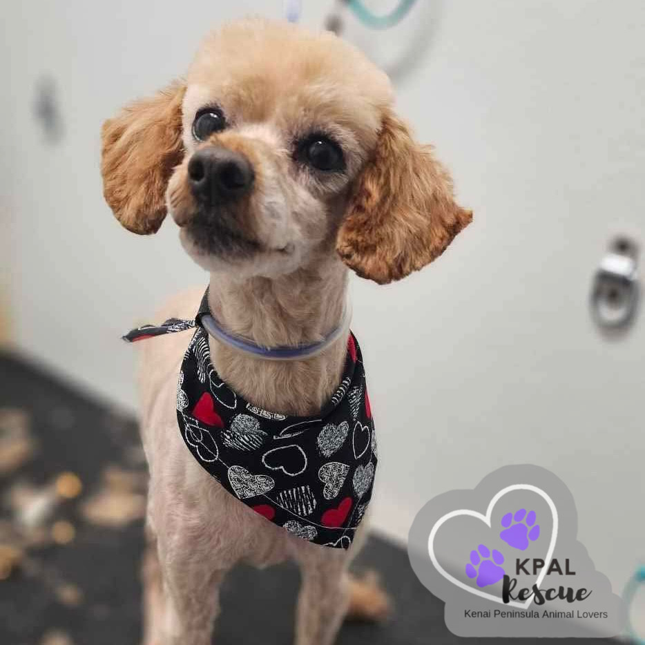 Flynn, an adoptable Poodle in Kenai, AK, 99611 | Photo Image 2
